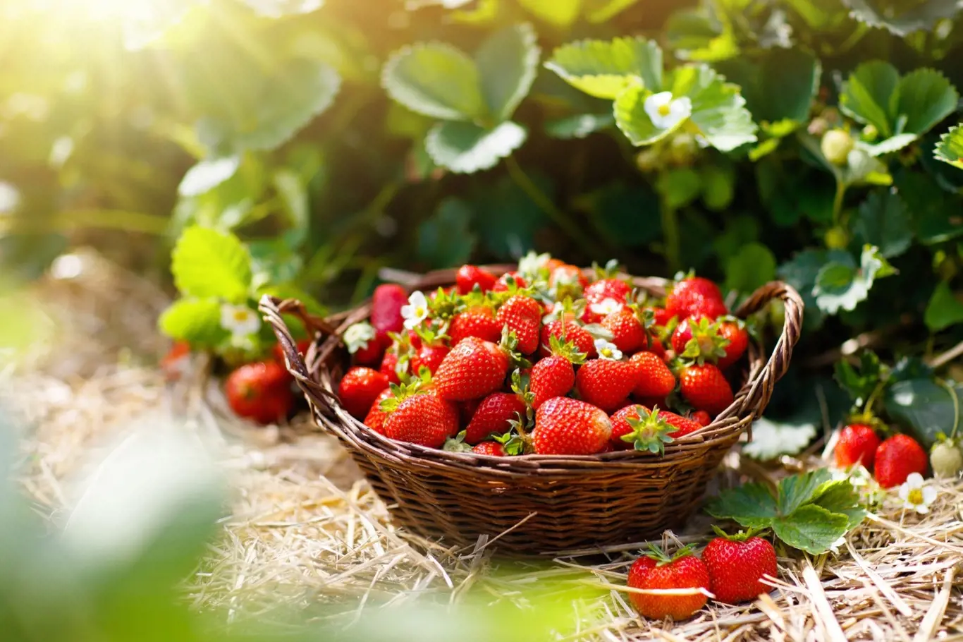 Pochutnáváte si rádi na jahodách a chcete si jich opravdu užít? Aby se vám jahodníky, které pěstujete na zahradě, odvděčily bohatou úrodou, je na čase je přihnojit.