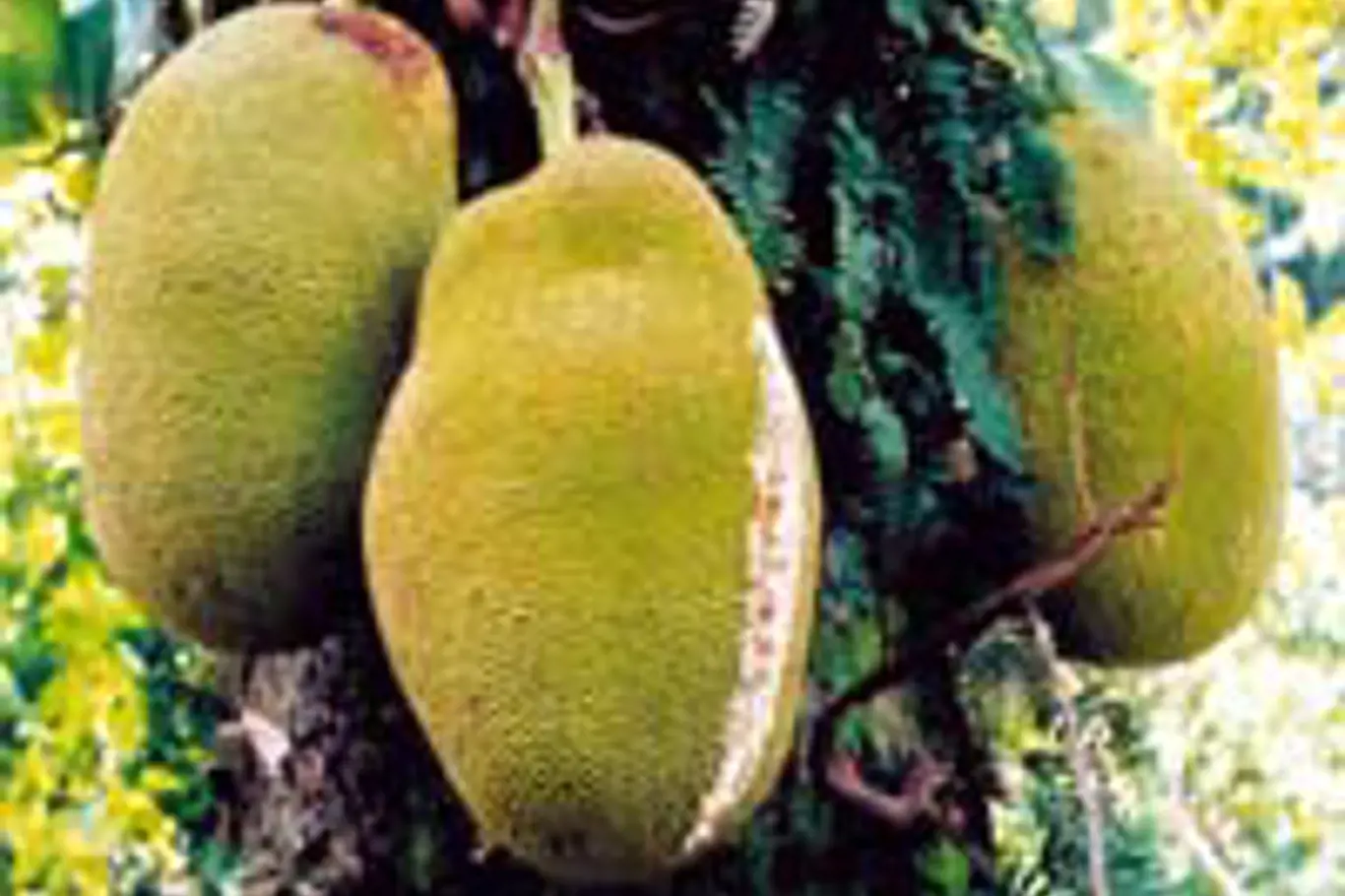 jackfruit - chlebovník