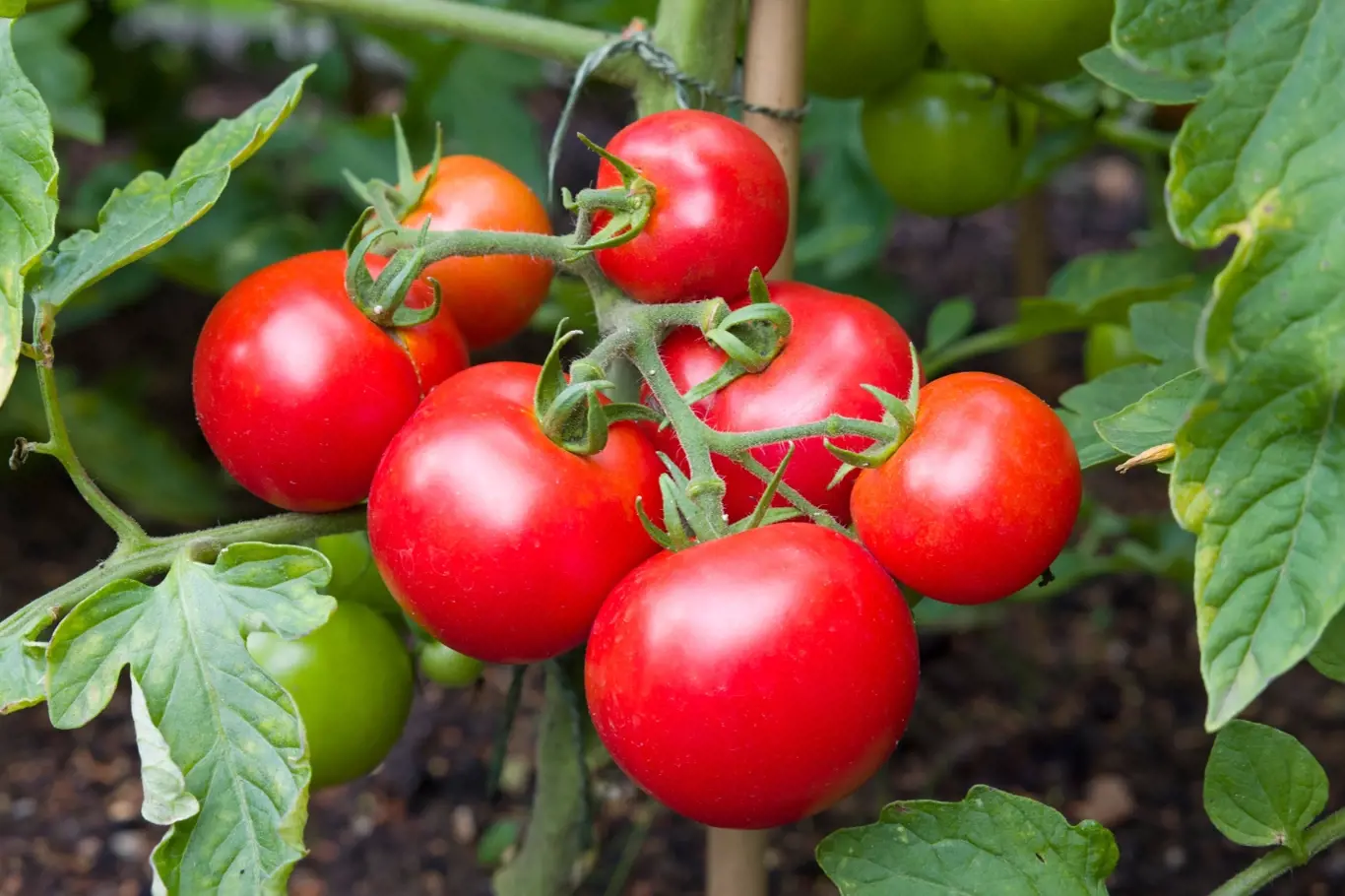 Jestli se opravdu chcete dočkat krásných a kvalitních plodů plných šťávy, zalévejte rajčata s rozvahou.
