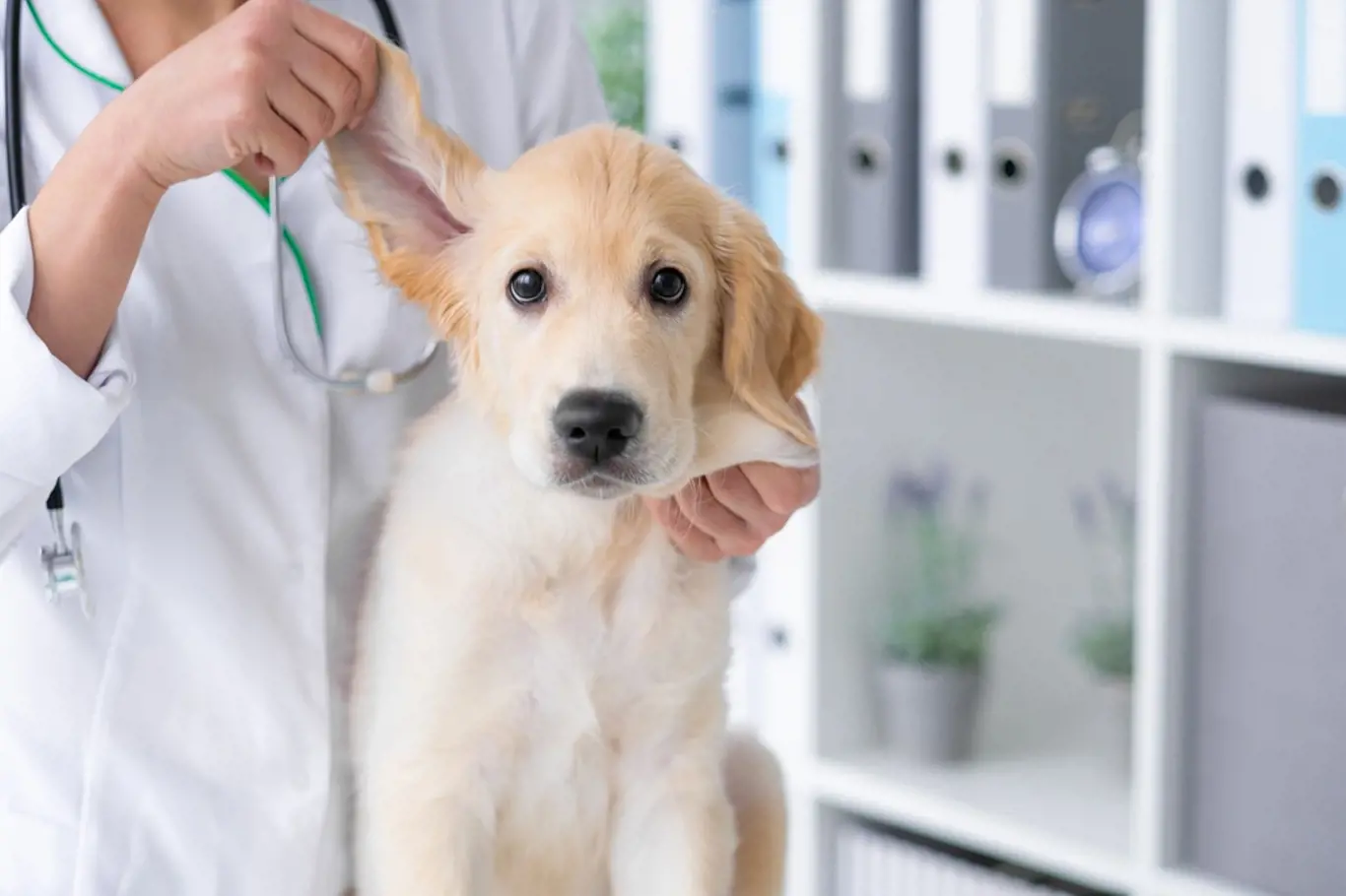 Naučte se čistit vašemu psovi i uši.