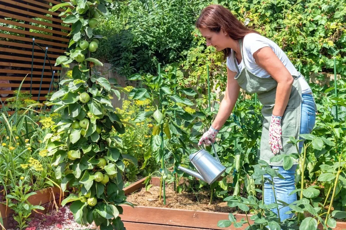 Jak správně zalévat zeleninu?