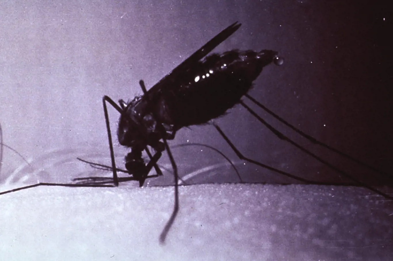 Malárie se přenáší výhradně kousnutím samičky komára rodu Anopheles.