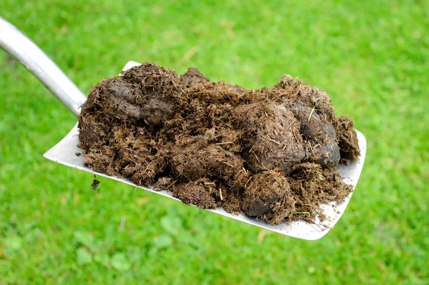 Hnůj patří mezi oblíbená organická hnojiva.