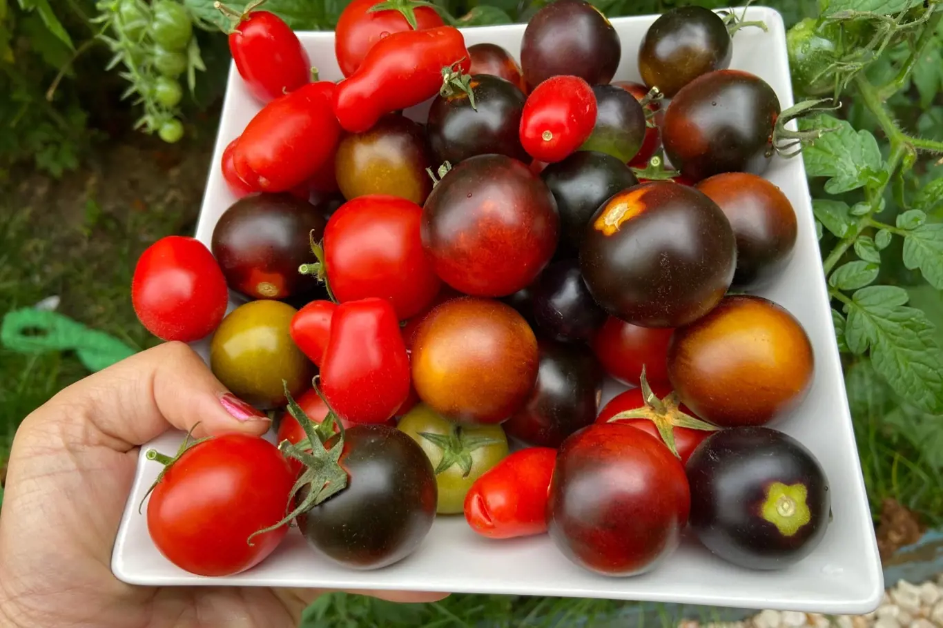 Míchané odrůdy čerstvých malých cherry rajčat na talíři