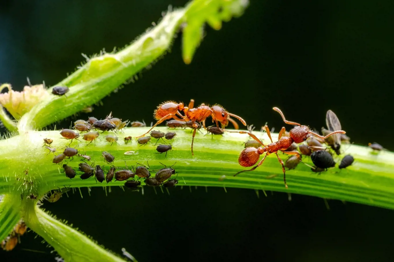 mravenci a mšice na rostlině