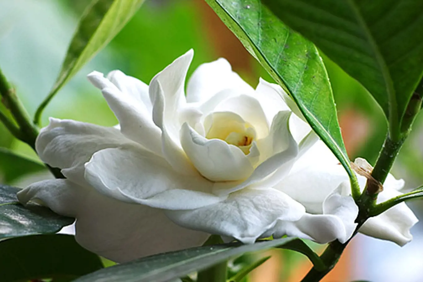 Gardénie jasmínovitá (Gardenia augusta)