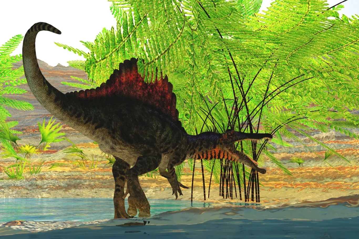 Spinosaurův plochý a velmi ohebný ocas byl stvořen k plavání.