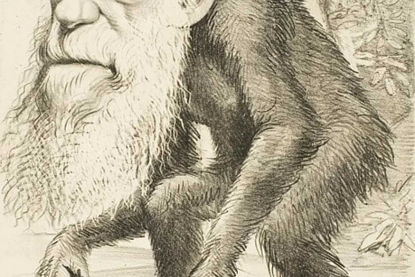 Karikatura z roku 1871, která následovala po vydání knihy The Descent of Man, byla typickou z mnoha karikatur zobrazujících Darwina s opičím tělem a identifikovala ho v populární kultuře jako hlavního autora evoluční teorie.