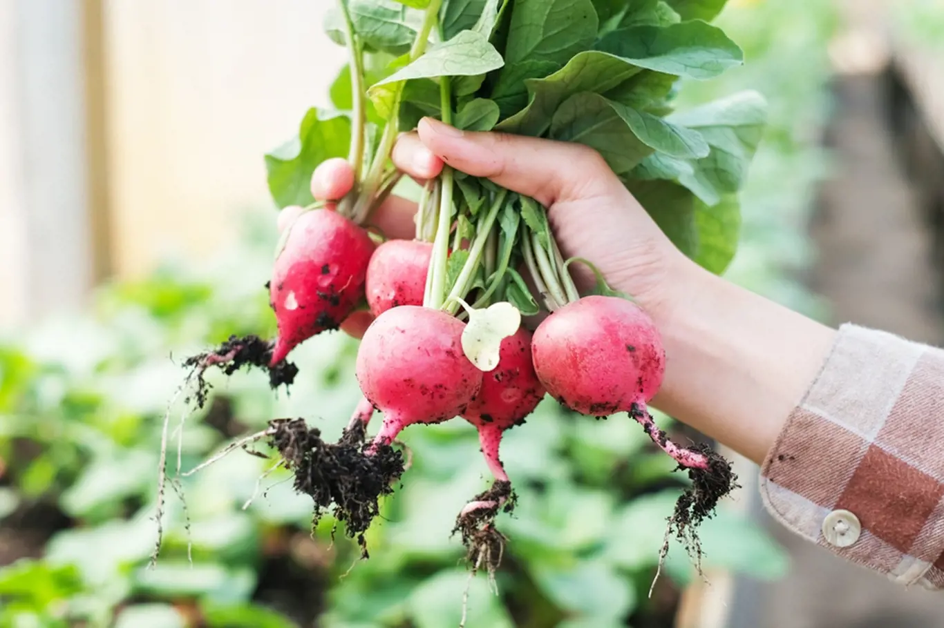 A young Asian women farmer is holding a bunch of organic fresh red radish in a greenhouse. Growing an eco natural and Vegan product in a new normal farm lifestyle. Close up look. 