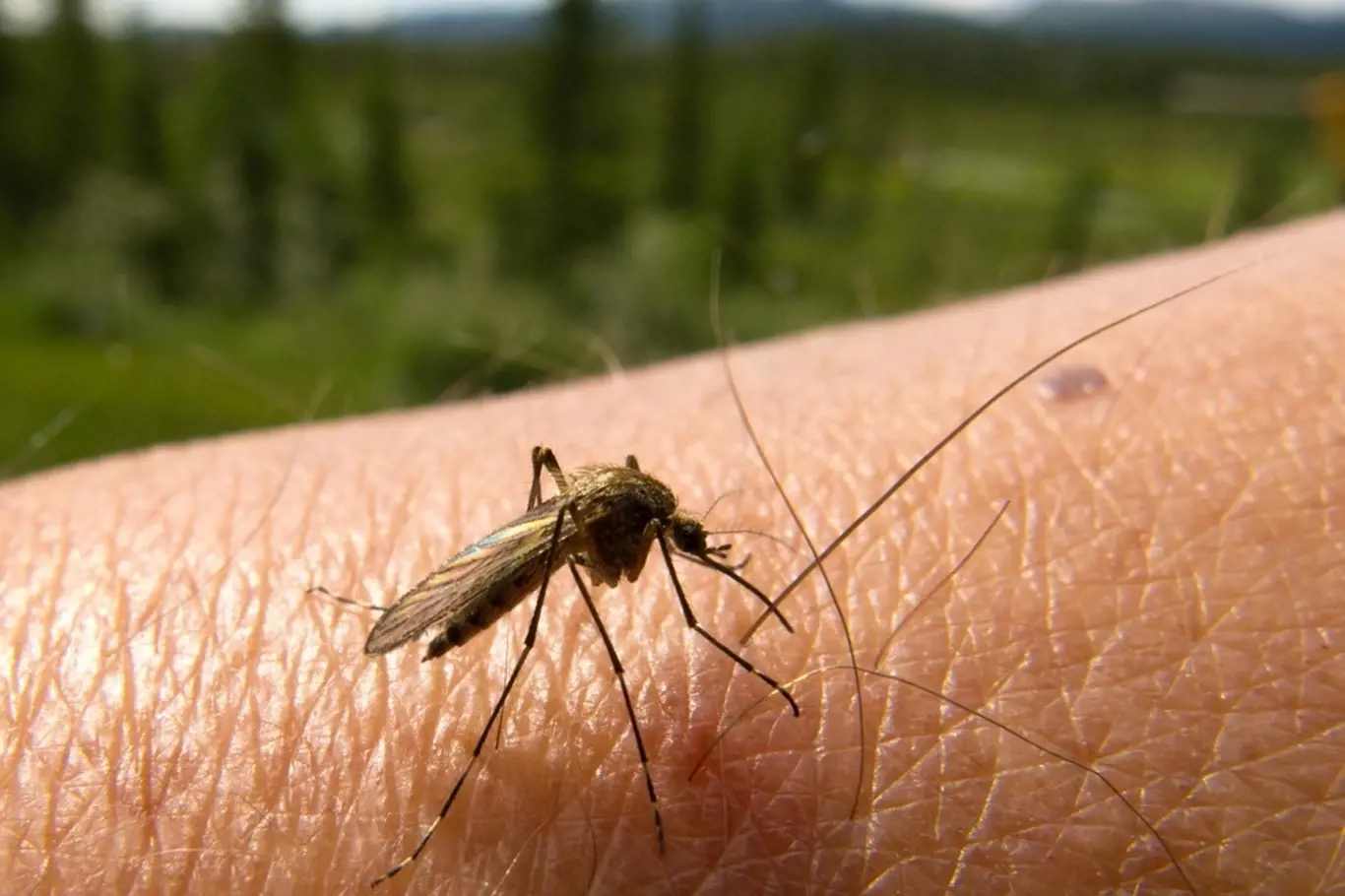 Komářího štípnutí si mnohdy ani nevšimneme, za to pak svědivého pupínku až až.