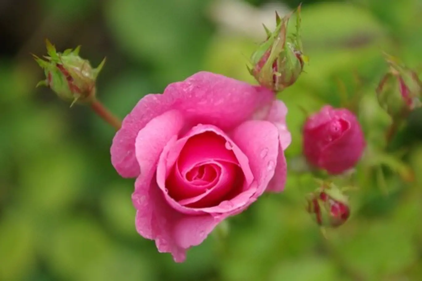 Růže patří mezi mimořádně populární květiny.