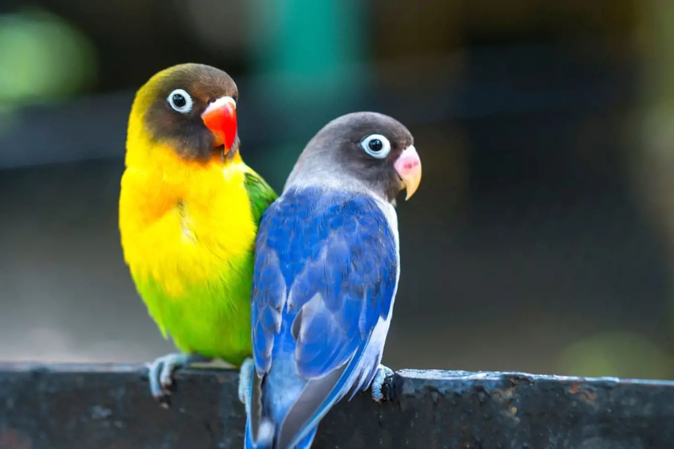 Papoušíky zvládne chovat i začátečník