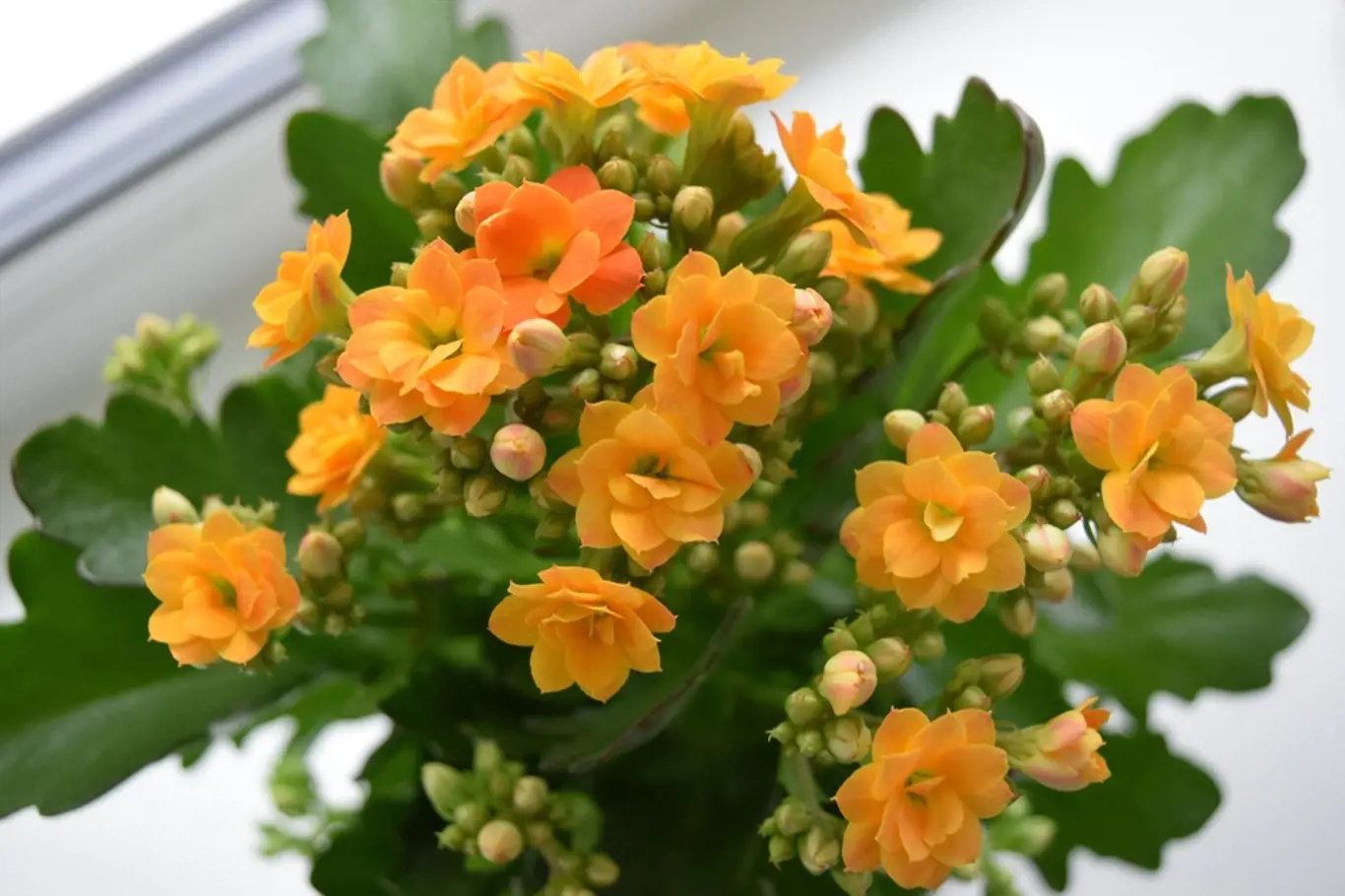 Kalanchoe patří k bohatě kvetoucím pokojovkám.