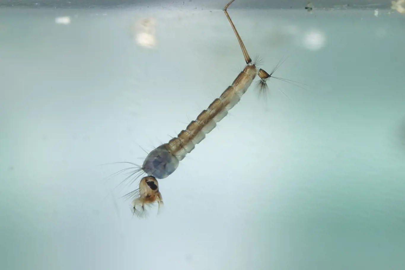 Komáří larvy dýchají trubičkou na zadečku, kterou vystrčí ku hladině
