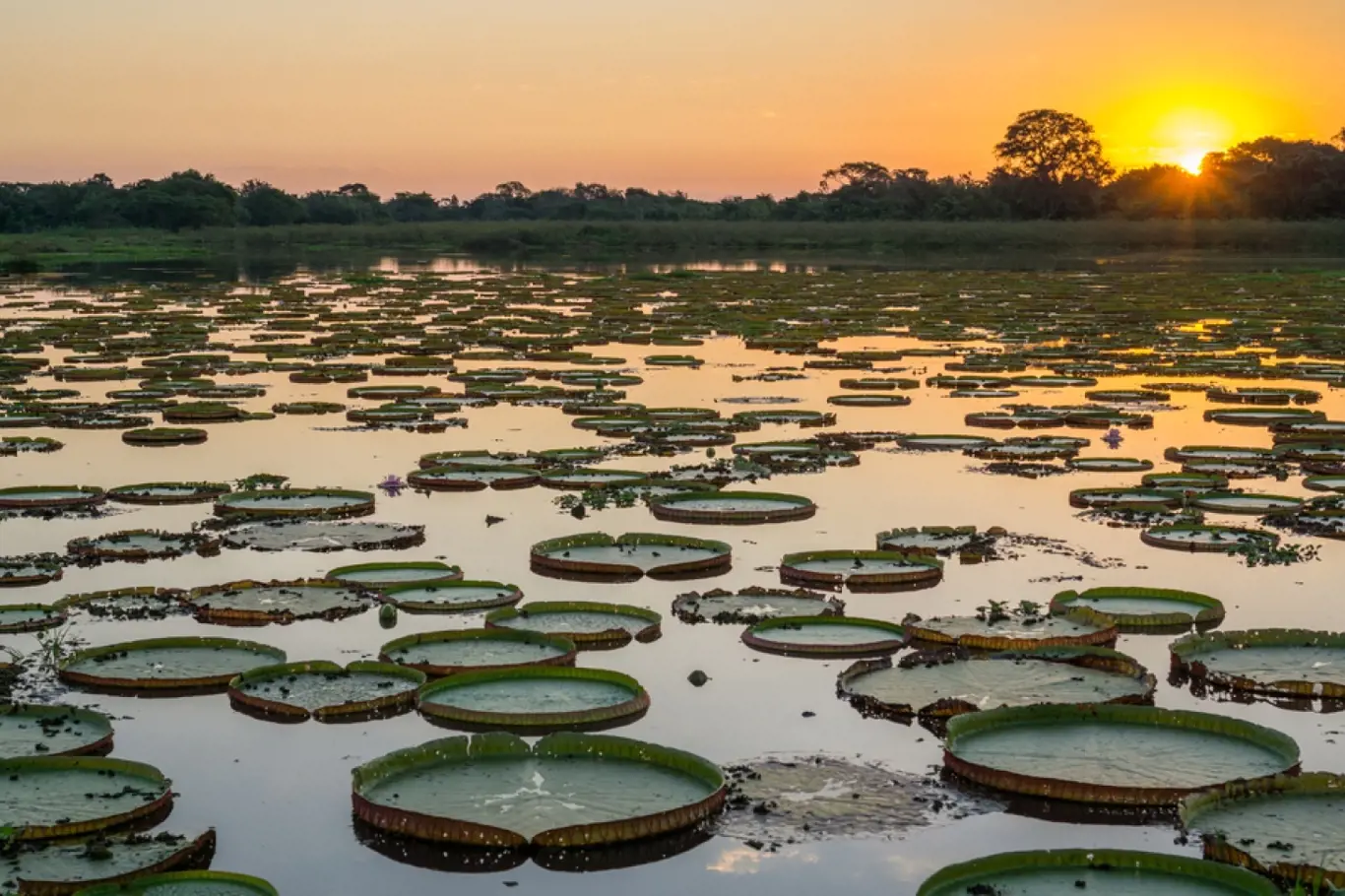 Zážitky - Takhle vypadá tropický ráj Brazílíe Pantanal