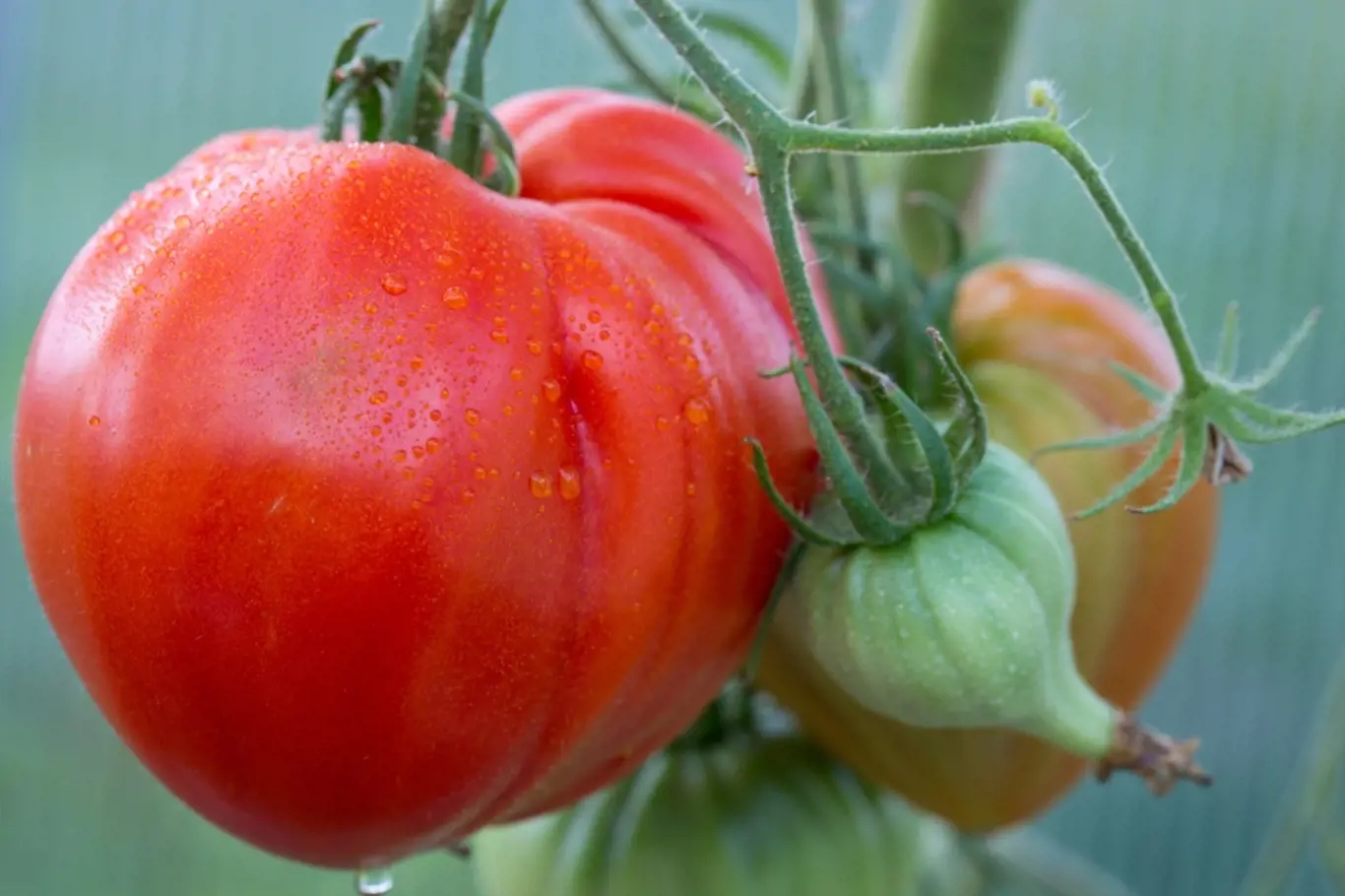 Plod rajčete Bull Heart může vážit až 2 kg.