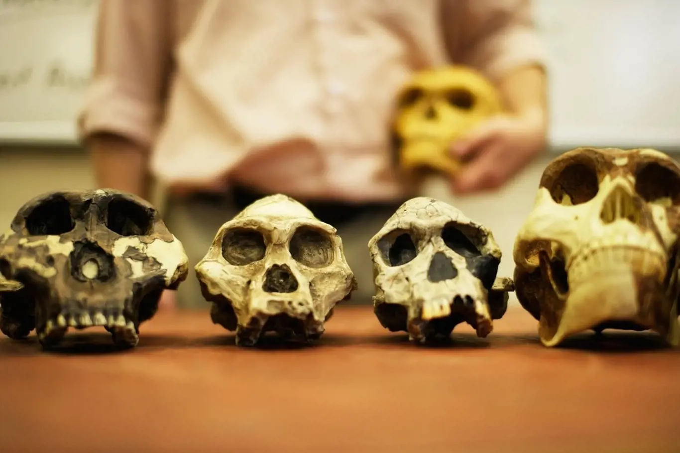 Lidská evoluce - od primátů k člověku
