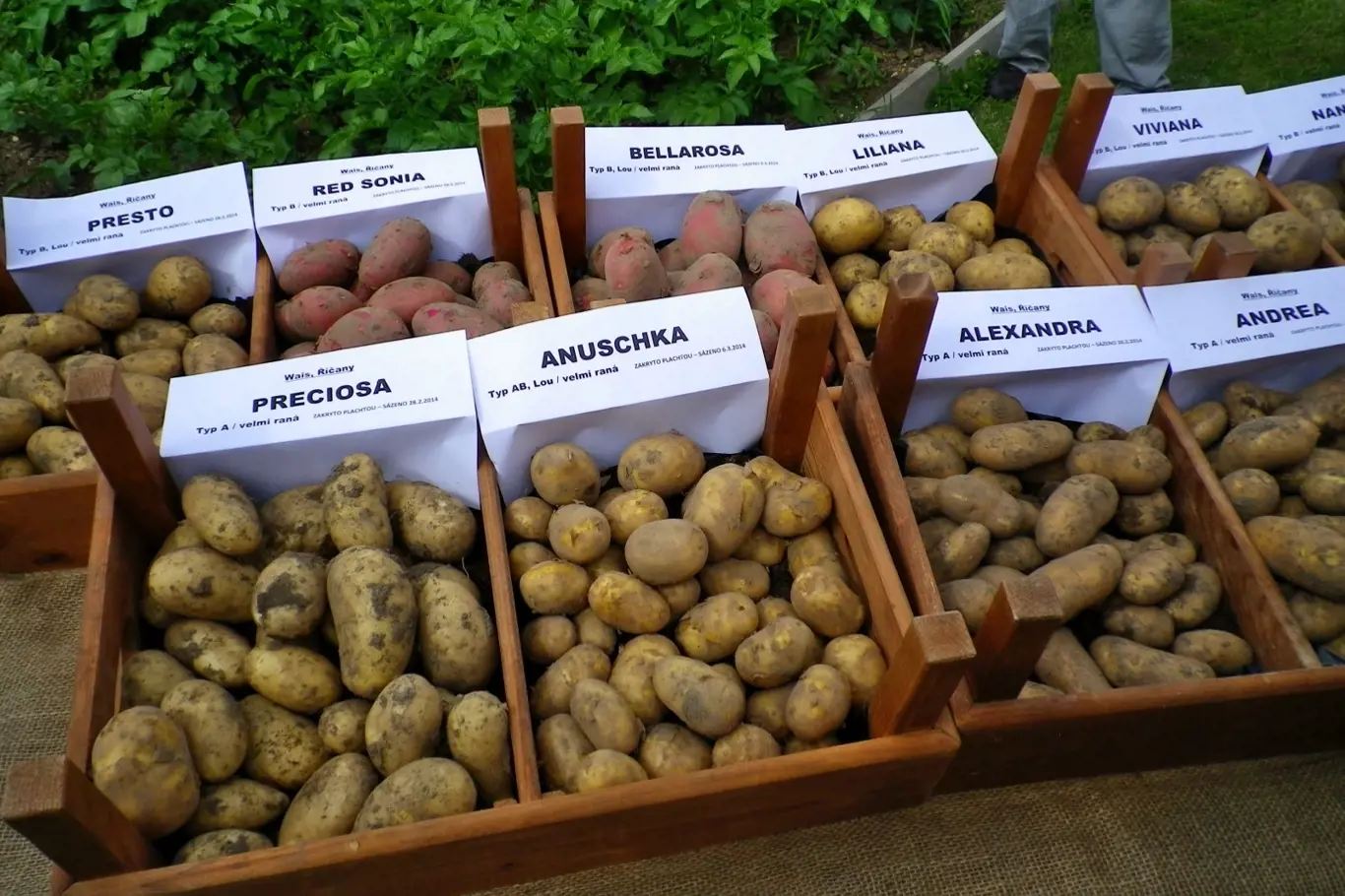Výběr odrůd brambor k pěstování je široký