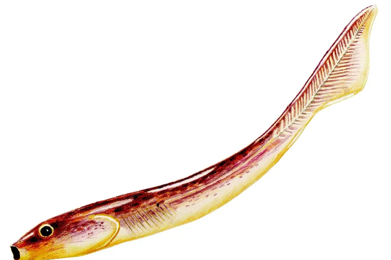 Rekonstrukce podoby Palaeospondylus gunni