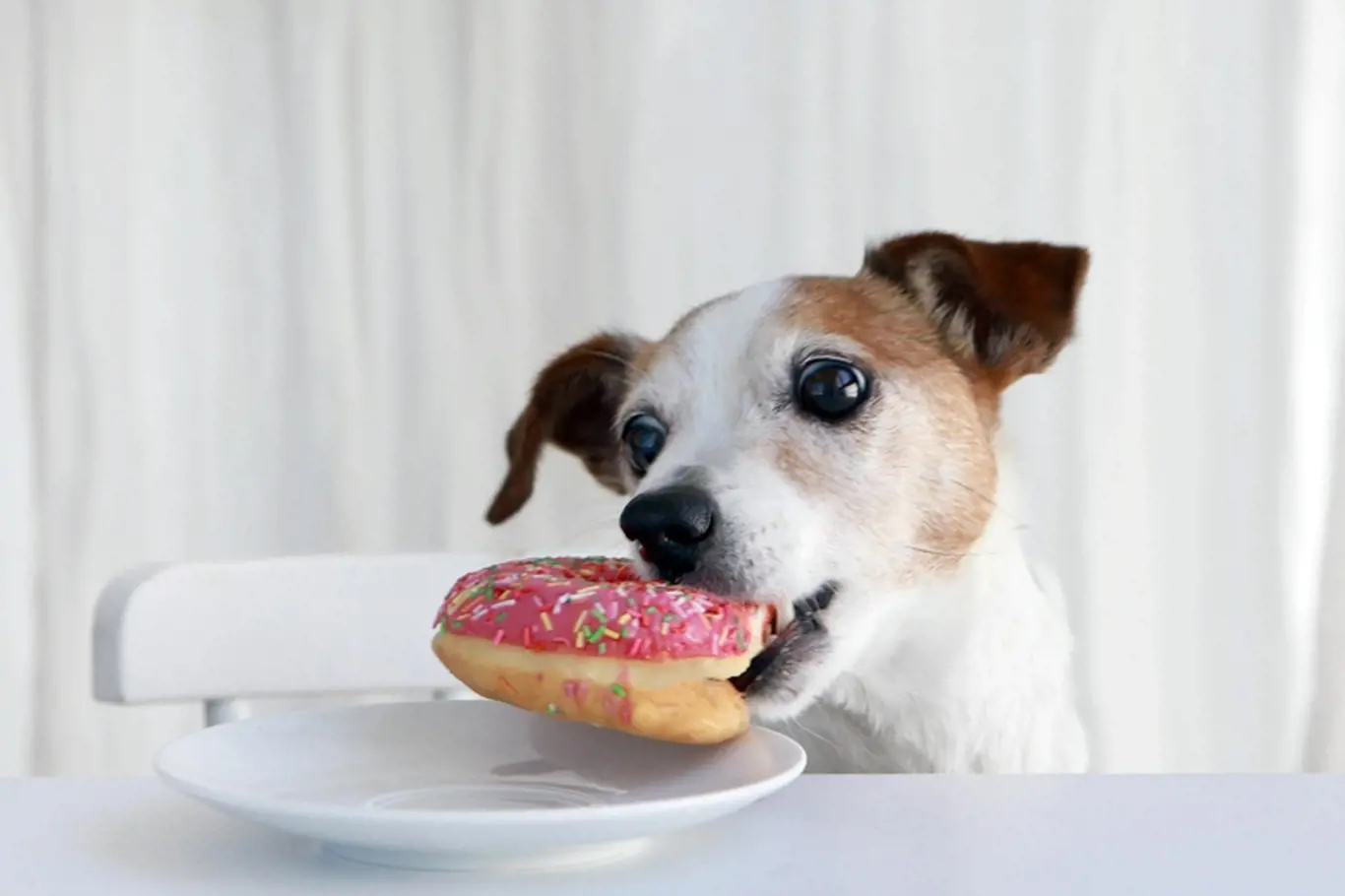 Víte, které potraviny jsou nebezpečné pro vašeho psího kamaráda?