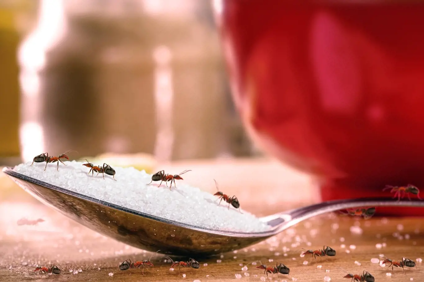 Mravenci cukr jablko
