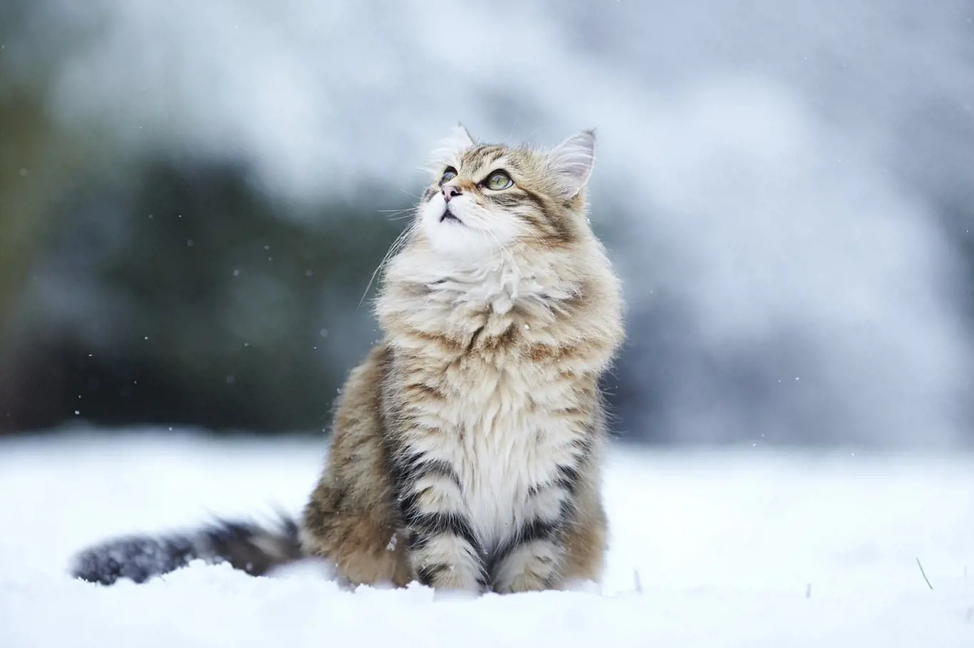 Kočka v zimě