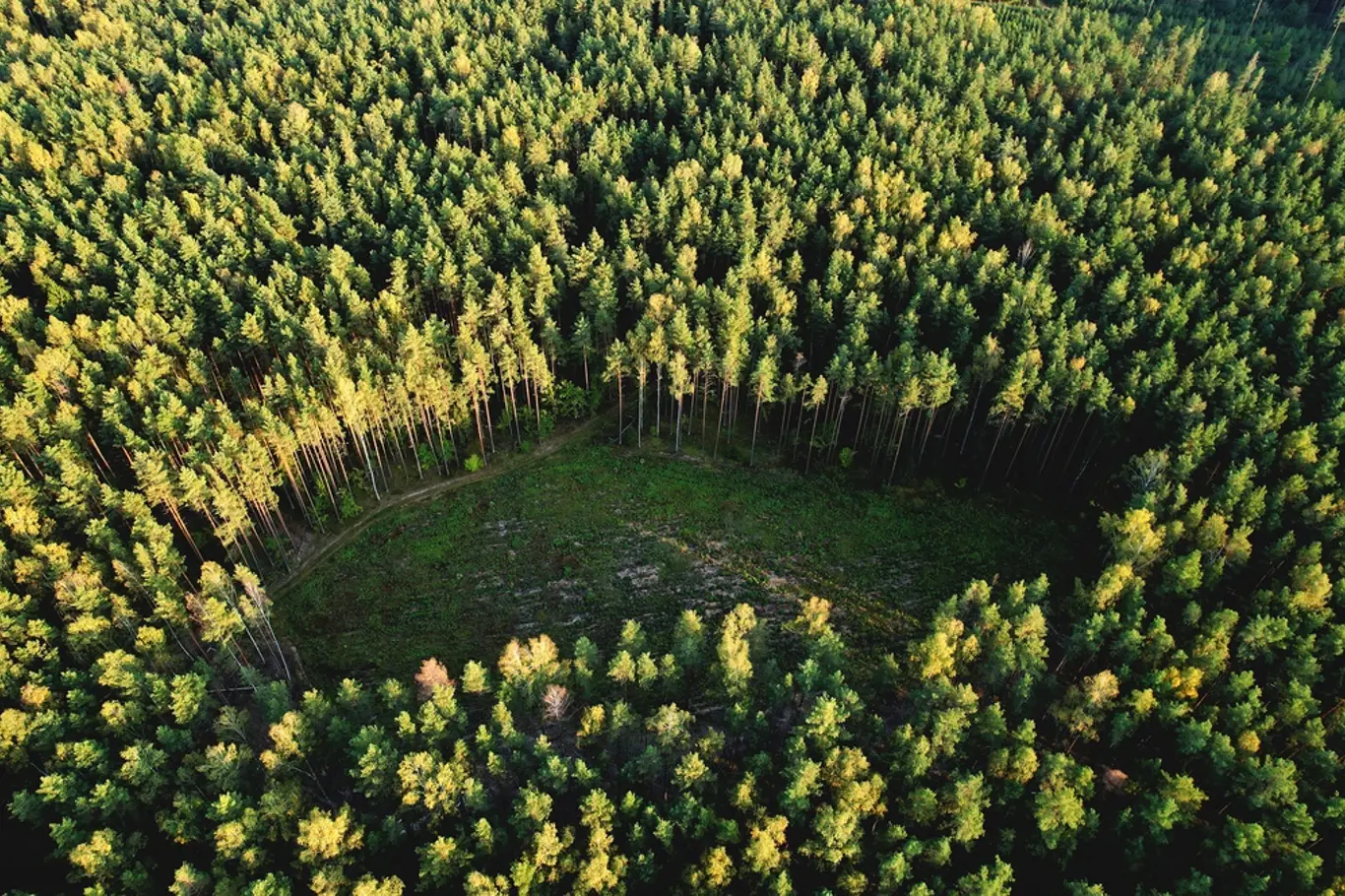 Nelegálně vykácená část pralesa zachycená dronem