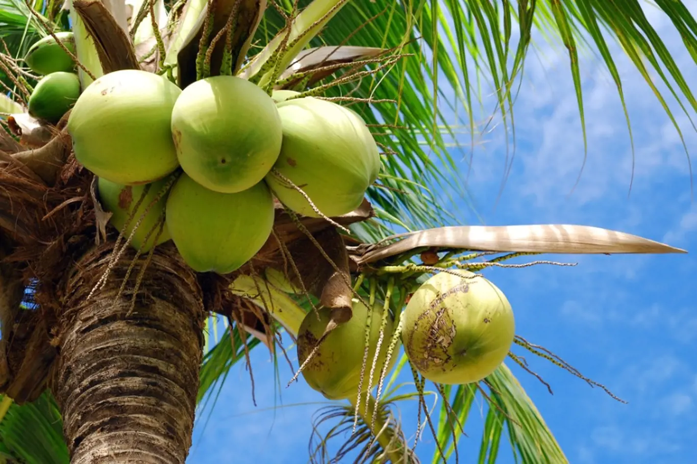 Kokosové ořechy. Luxusní potravina budoucnosti?