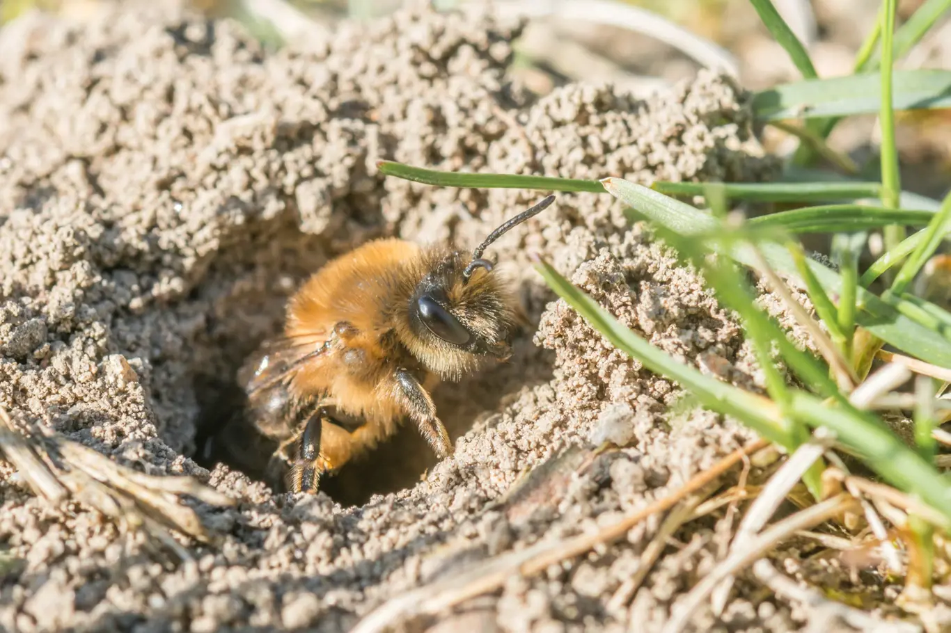 Každá samička včel samotářek si sama staví a zásobuje hnízdo a umírá dříve, než se objeví další generace včel.