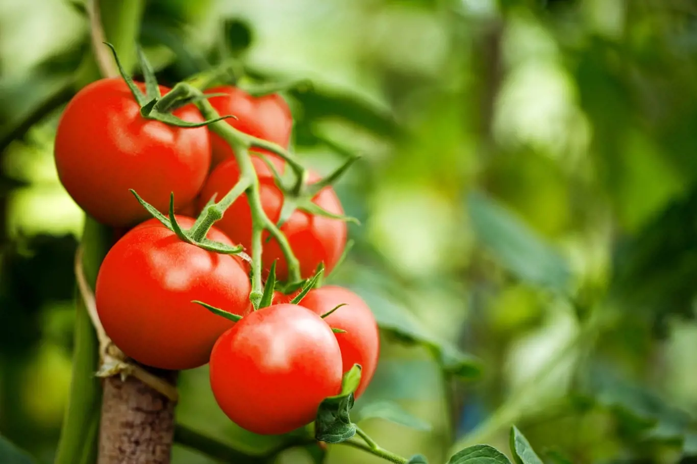 Konzumujte rajčata pravidelně, vyhnete se tak snáze mnoha srdečním chorobám.
