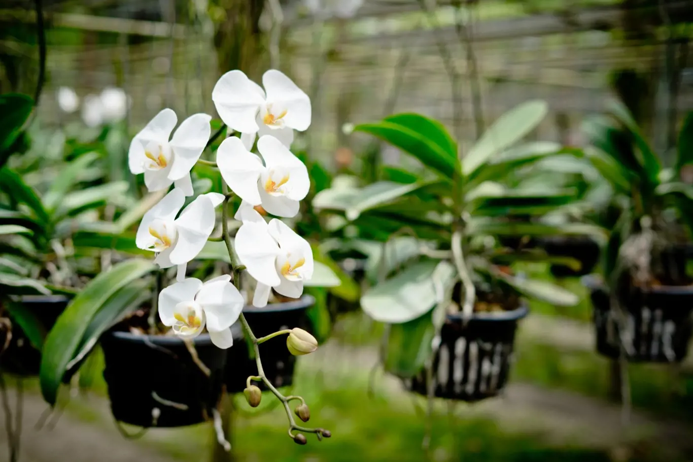 Orchidej (Phalaenopsis)