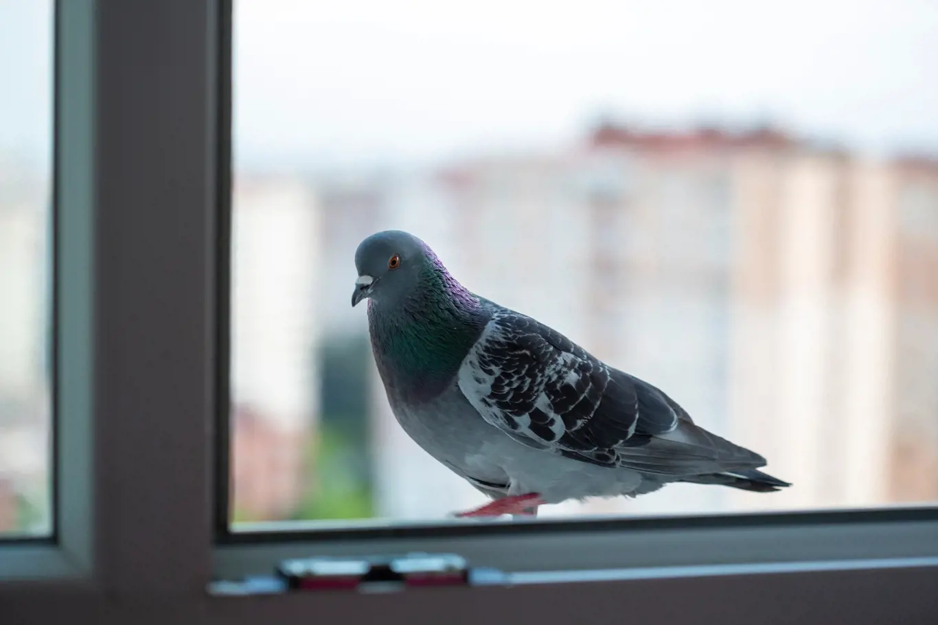 Jak se zbavit holubů na našich oknech? Zkuste tyto triky a už je nikdy neuvidíte