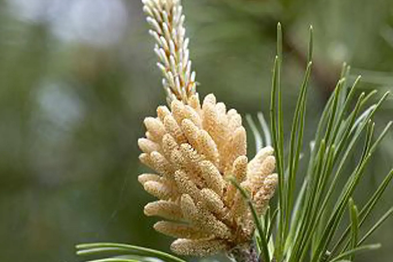 Pinus mugo Marand