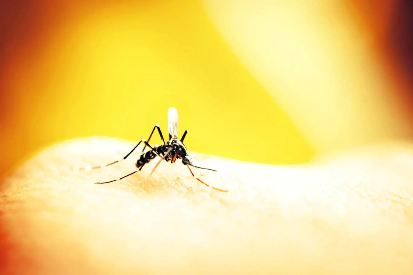 Stravování komárů podle krevních skupin
