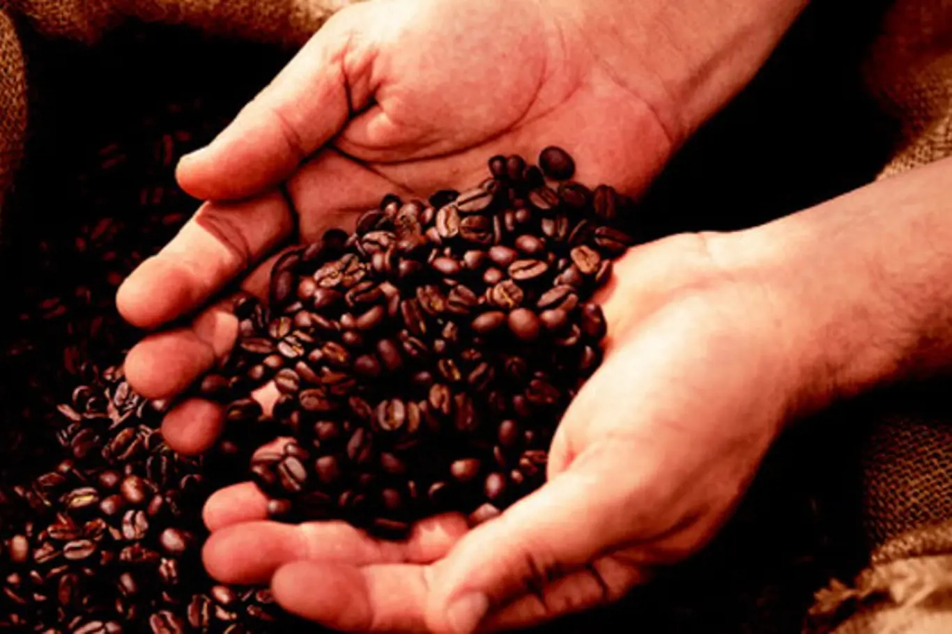 Záhada kávových třešní – Na jedné větvičce květy i zralé plody