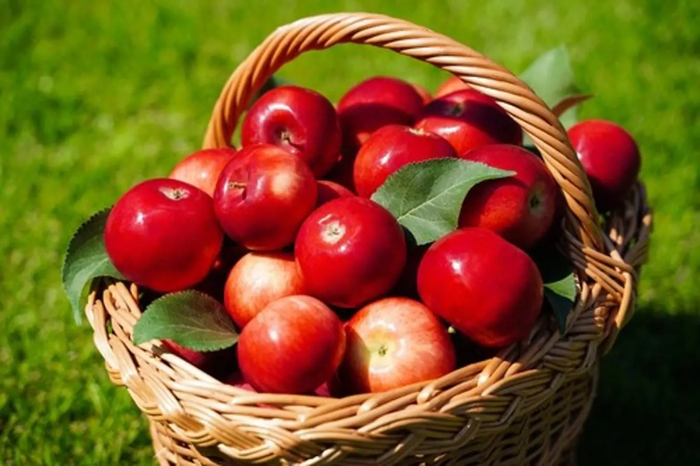 K uskladnění vybírejte jablka nejen očima, ale také čichem.