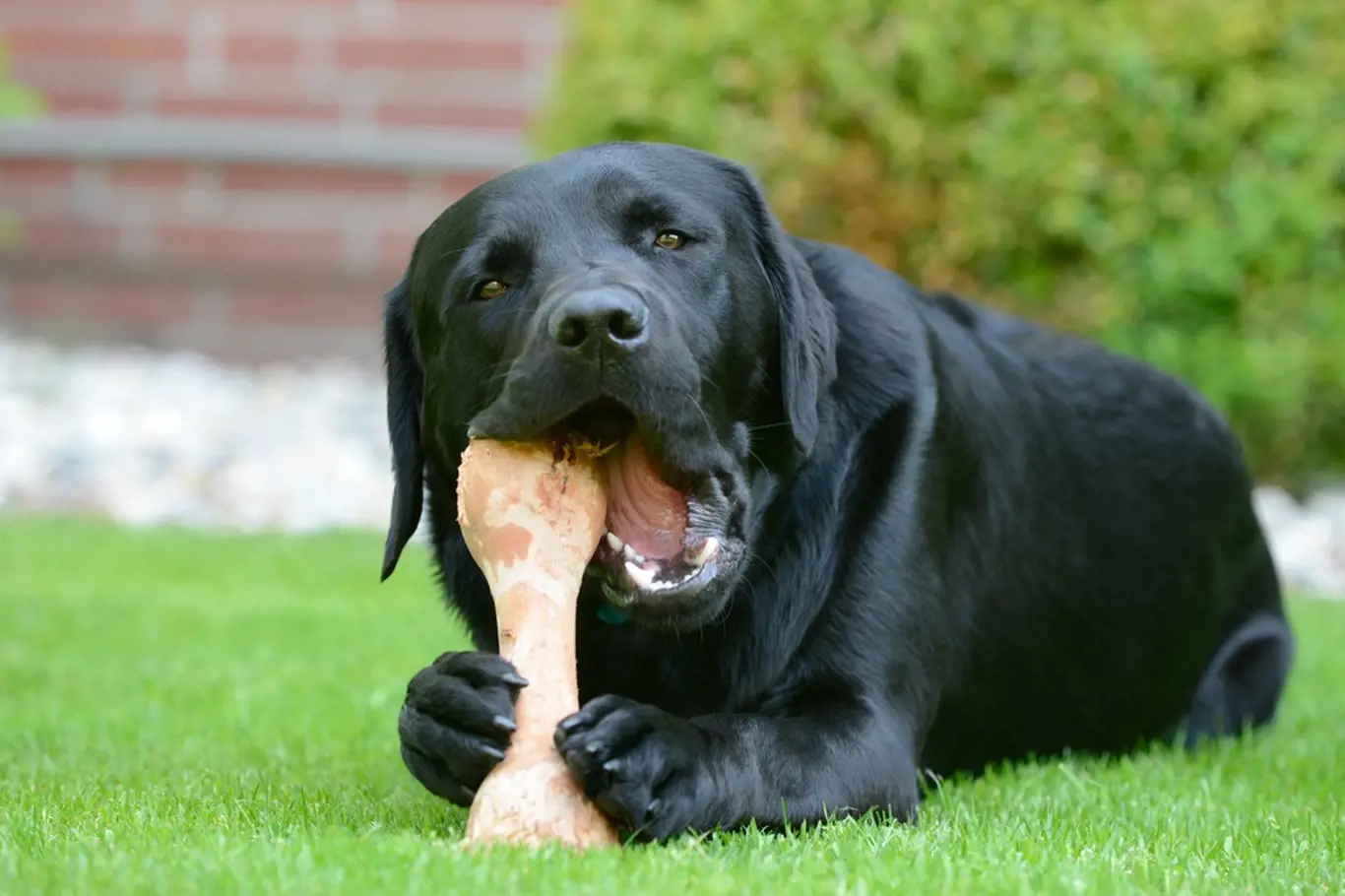 Pro psy je žvýkání kostí velkým potěšením
