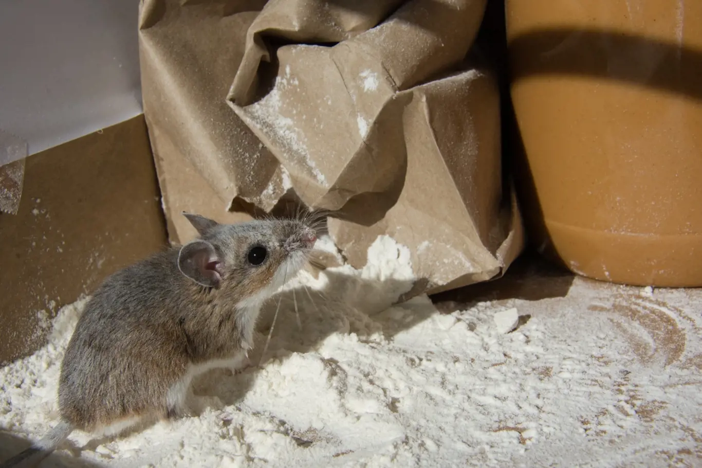 Myši dokážou zničit víc než je zásoby jídla.