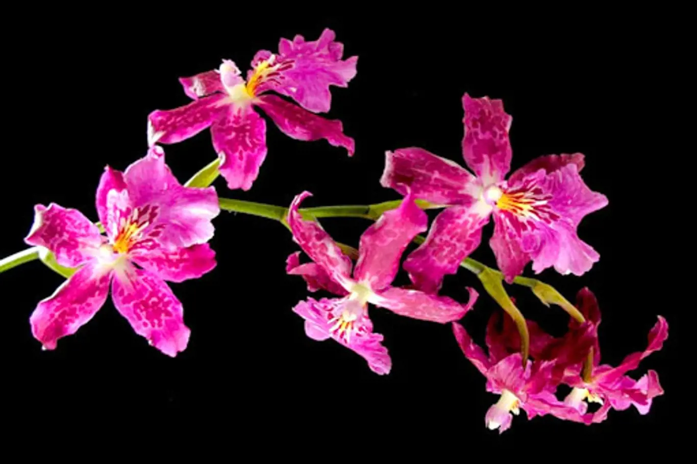 orchidej burrageara