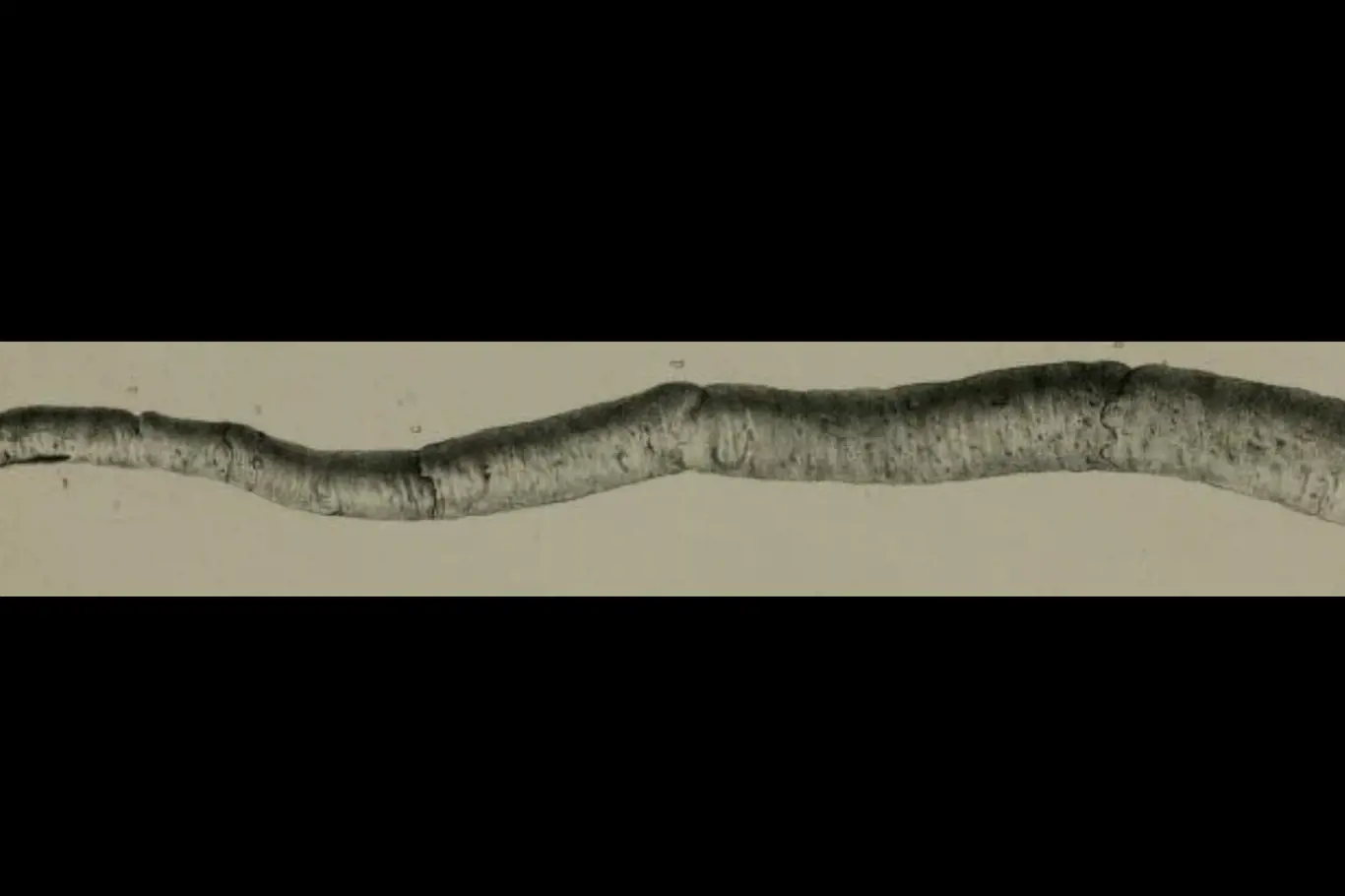 Kuphus polythalamia, lodní červ, ve skutečnosti měkkýš