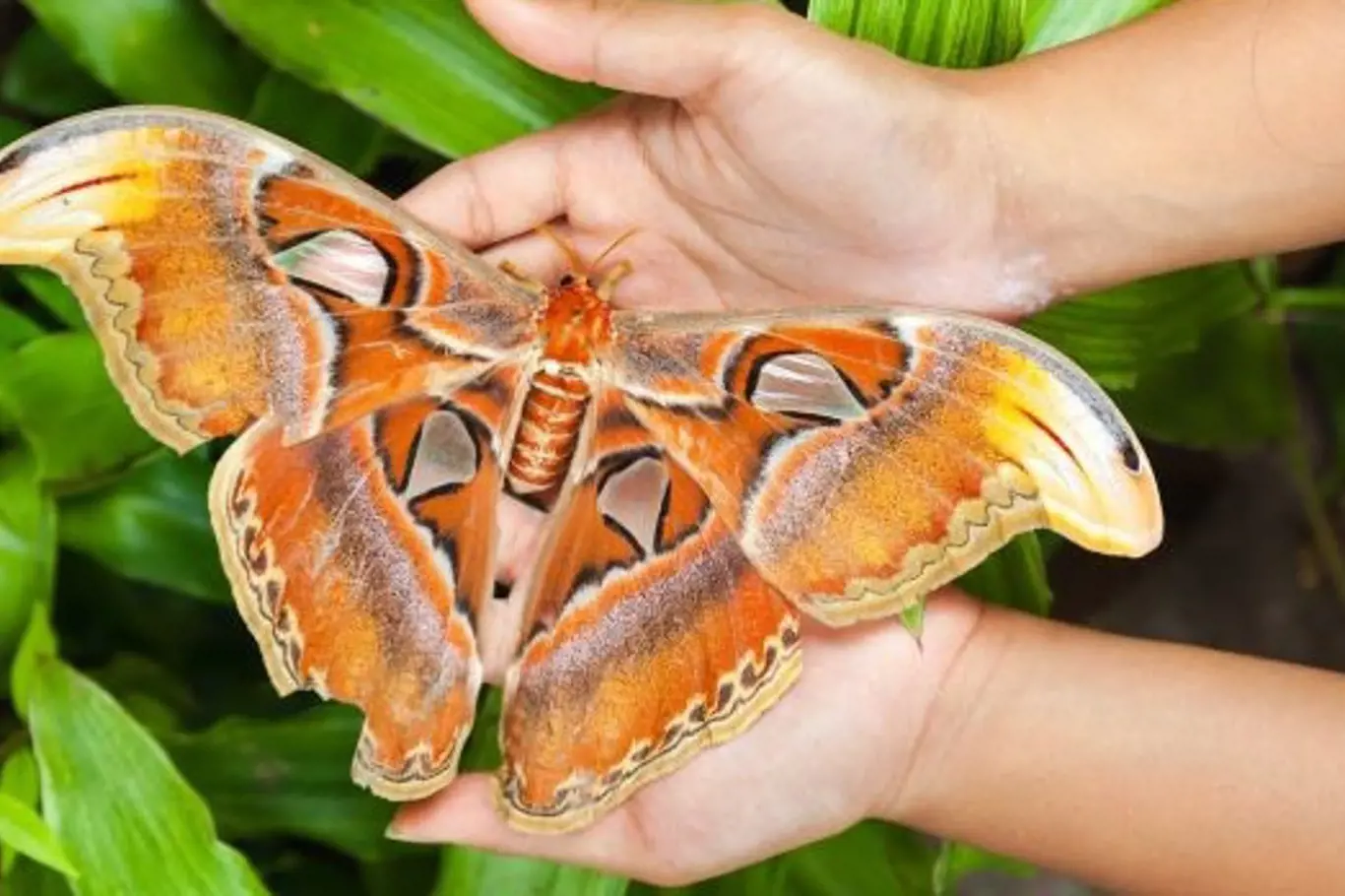 Attacus atlas. Největší motýl na světě.