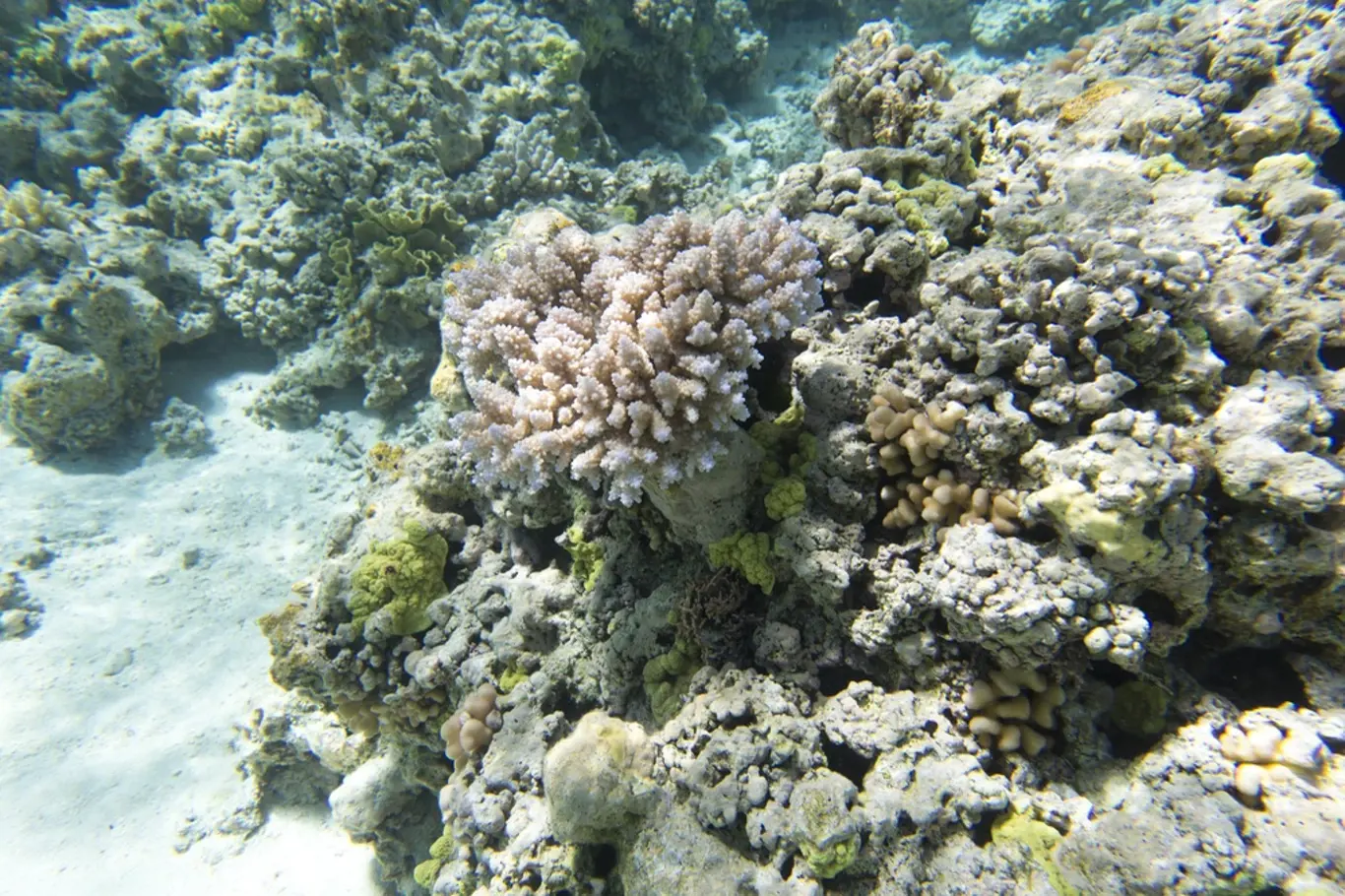 Korálové útesy u Nové Kaledonie