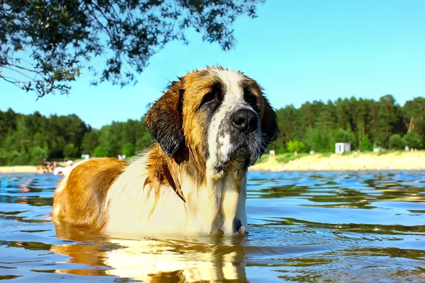 Moskevský vodní pes byl šlechtěn v chovatelské stanici Rudá hvězda pod patronací Rudé armády