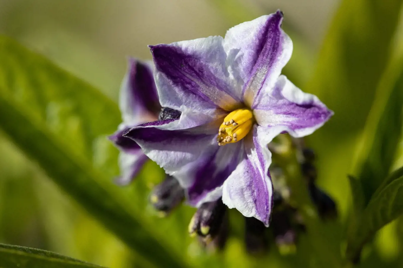 Pepino (Solanum muricatum) - květ.