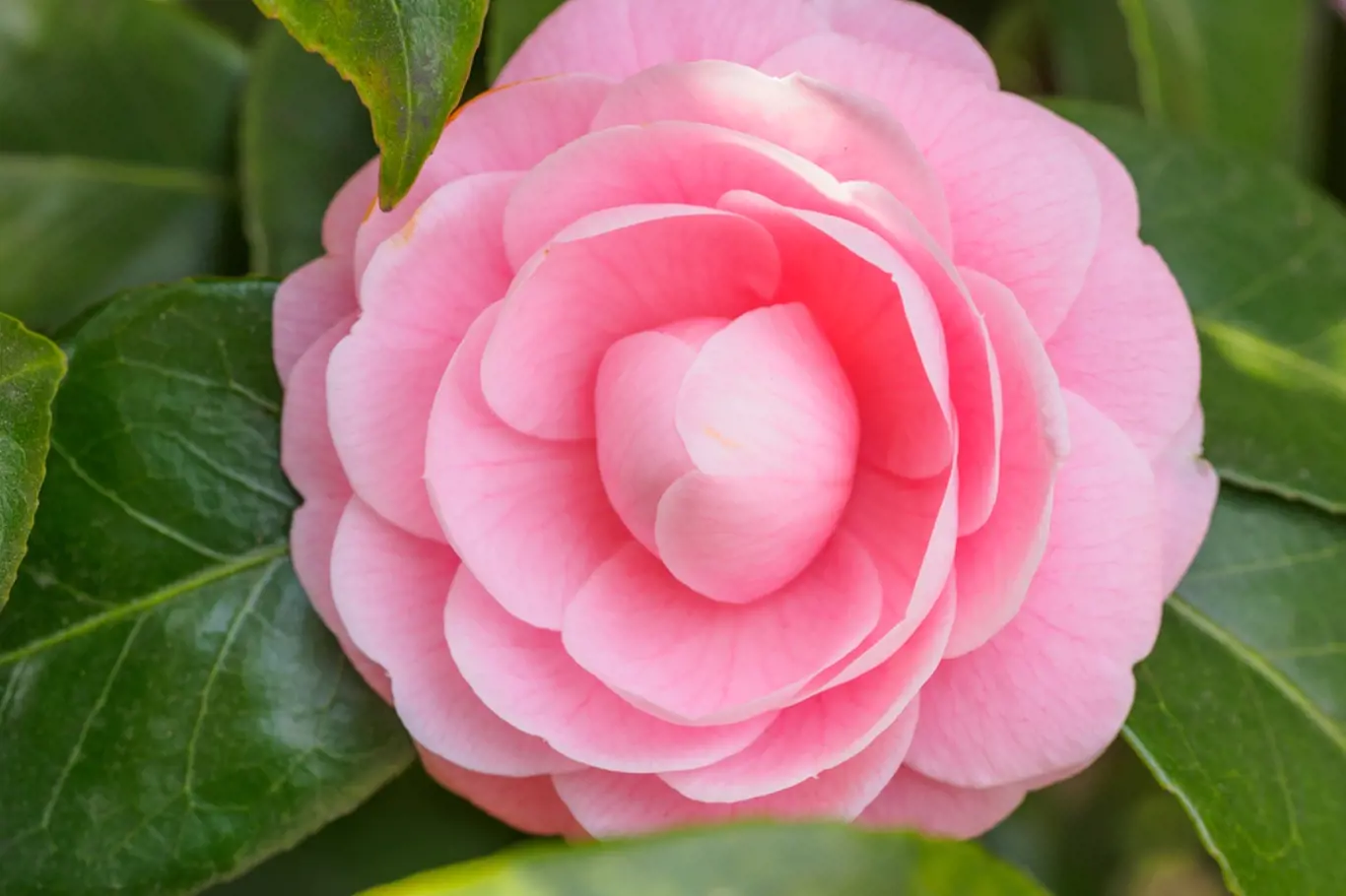 Kamélie - růžový květ.