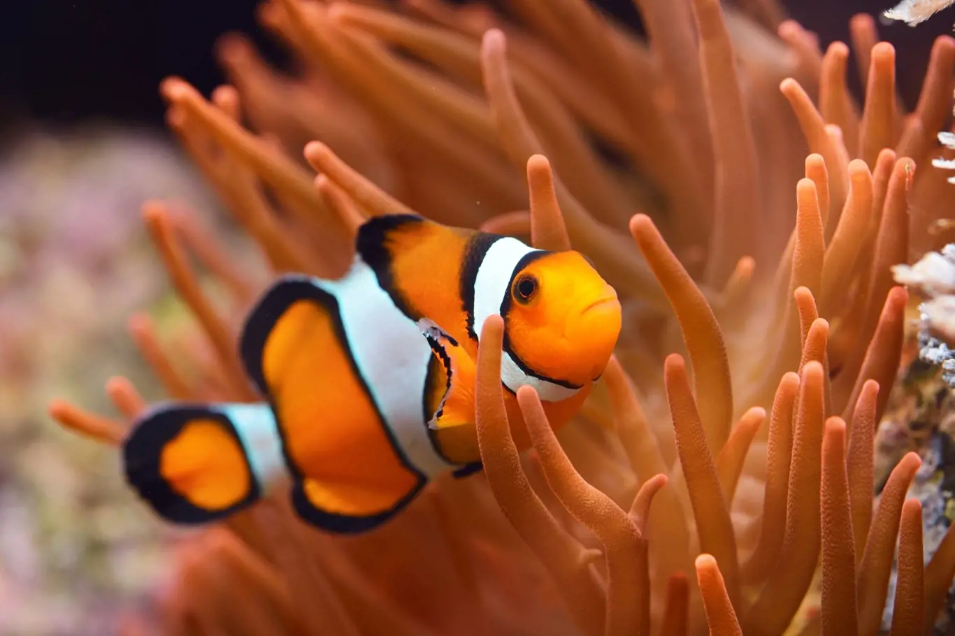 Díky mořskému akváriu můžeme pozorovat nádherné druhy ryb.