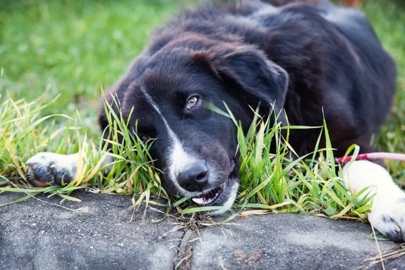 Pes žere trávu