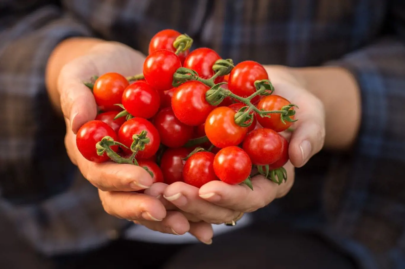 Doma vypěstovaná rajčátka jsou nesladší, na odrůdě však záleží také