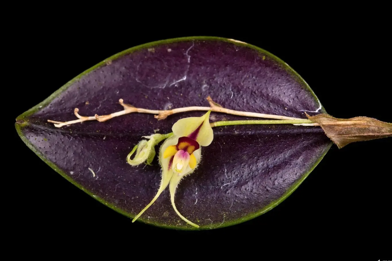 Lepanthes caloura, jedna z orchidejí s drobnými květy.