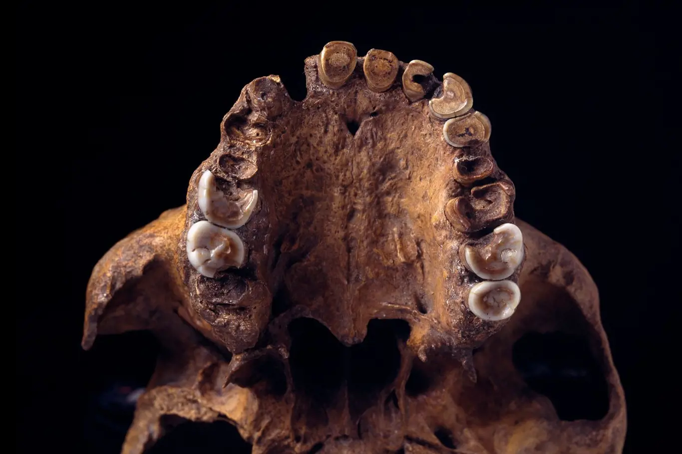 Co prozradil zub neznámého primáta?